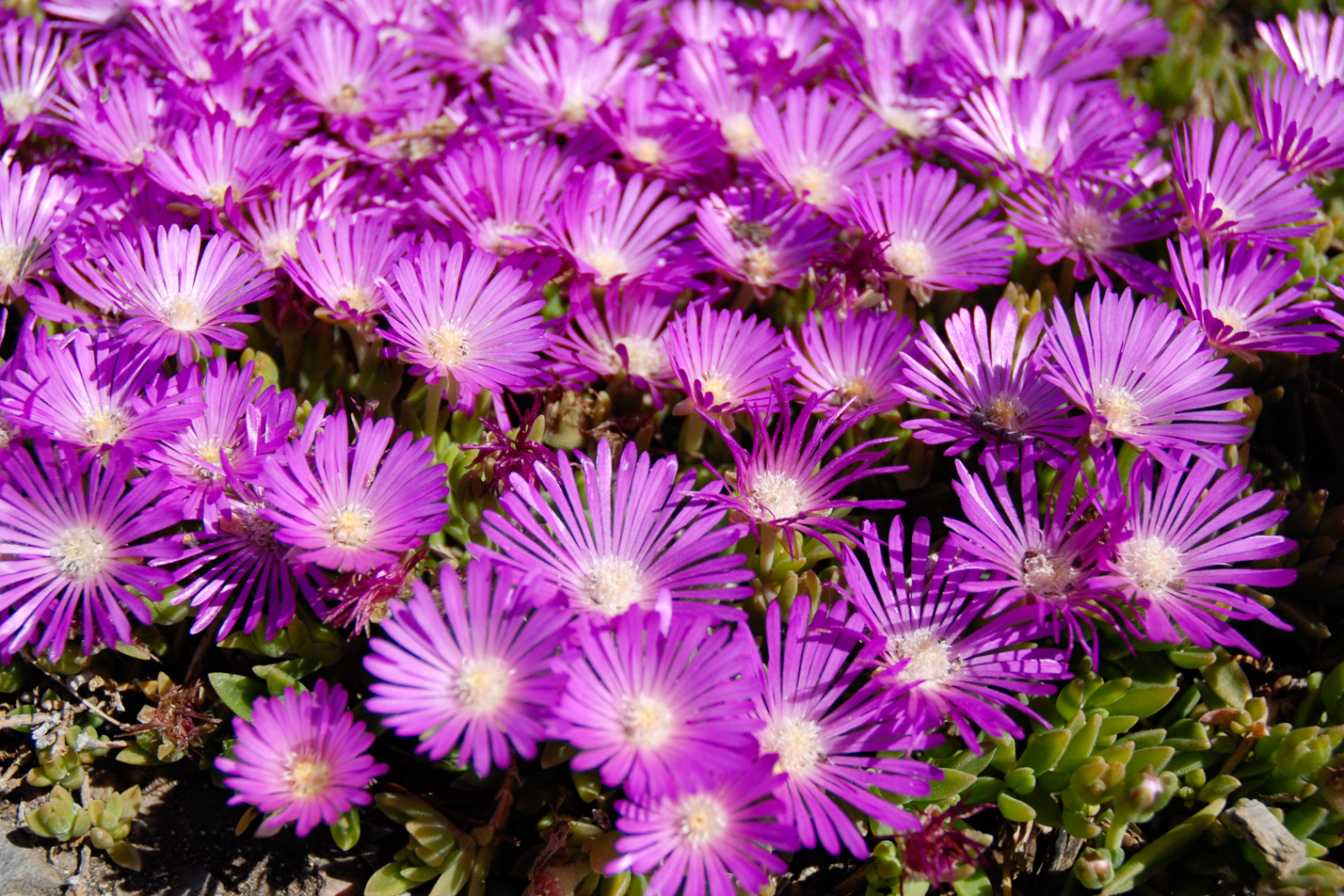 Table Mountain Iceplant